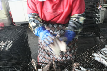 �B�Z�C�����