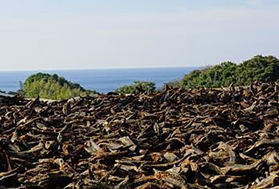 �D �o�בO�ɓV������